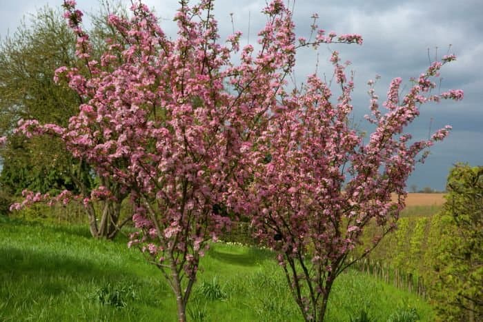 Malus 'Kaido'