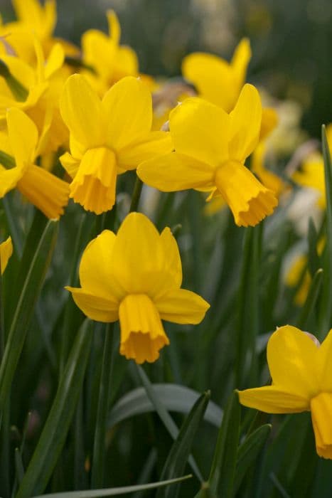 daffodil 'Skater's Waltz'