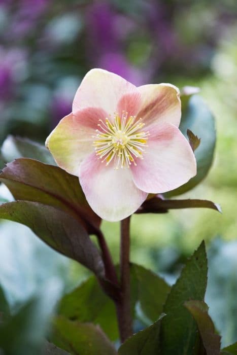 hellebore [HGC Pink Frost]