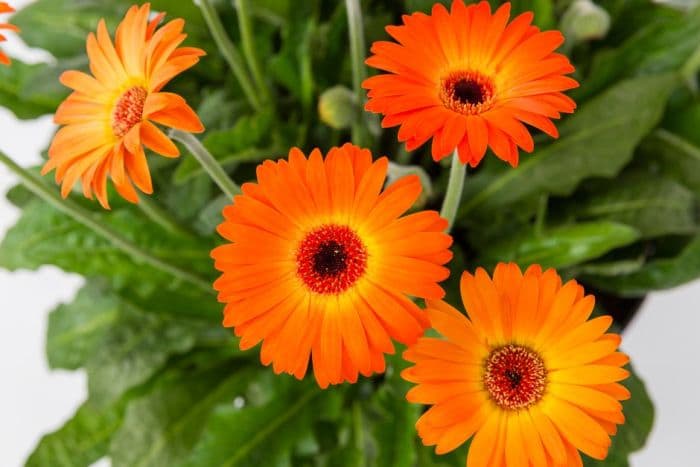 gerbera 'Garvinea Sweet Sunset'