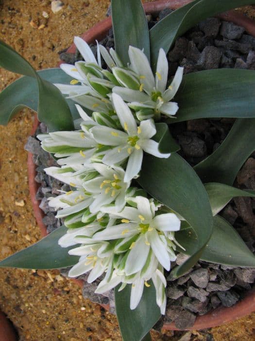 lance-leaved Star of Bethlehem