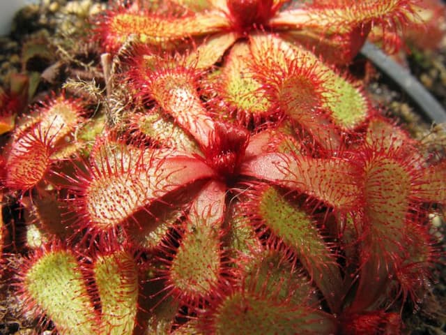 Slack's sundew