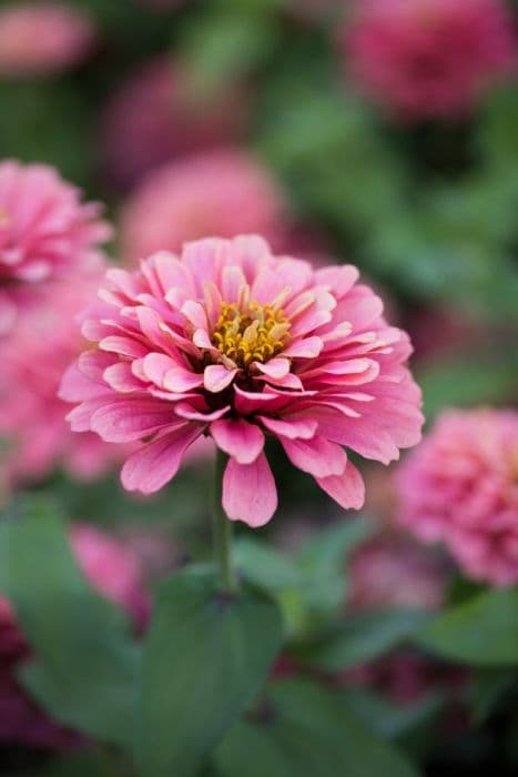 zinnia 'Magellan Salmon'