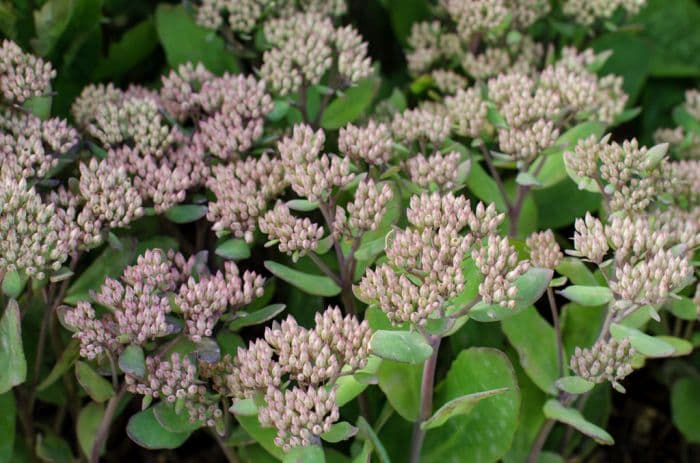 orpine 'Jennifer'