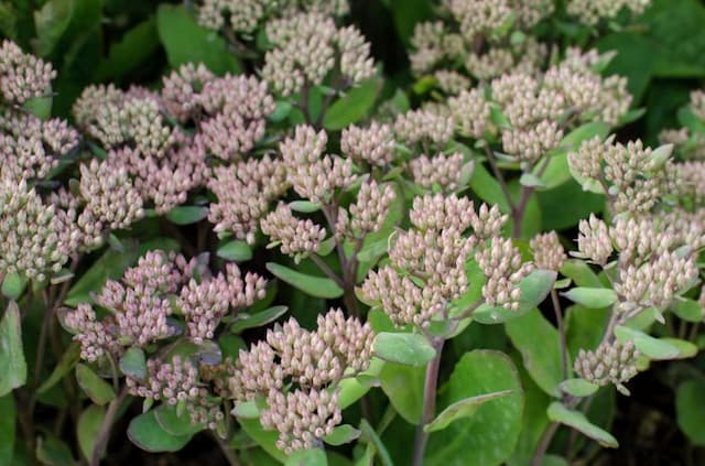 Orpine 'Jennifer'