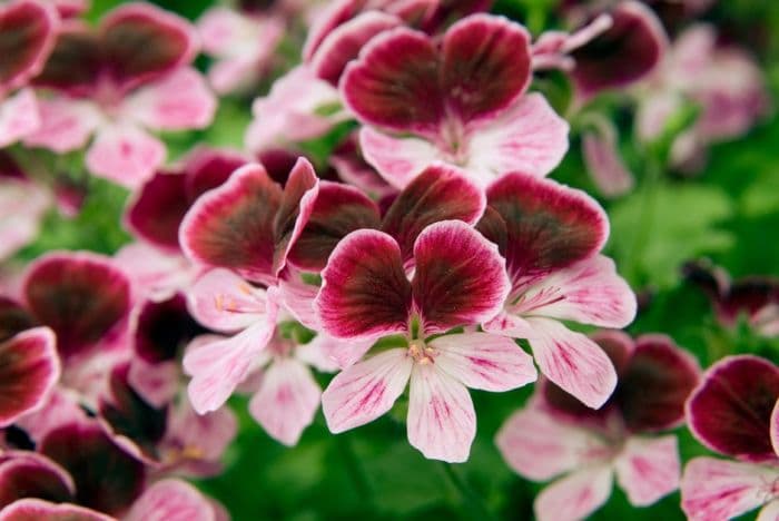 pelargonium 'Berkswell Flair'