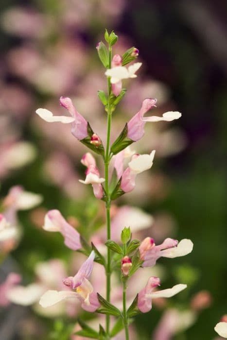 sage 'La Mancha'