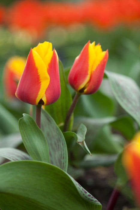 tulip 'German Flag'