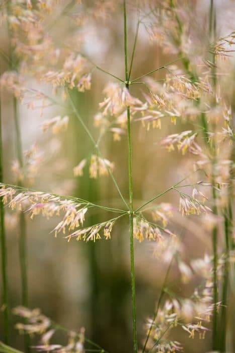 Feather reed-grass 'Overdam'