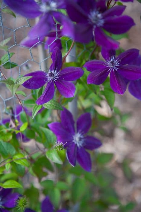 clematis [Amethyst Beauty]