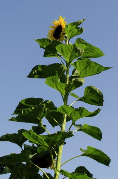 sunflower 'Giraffe'