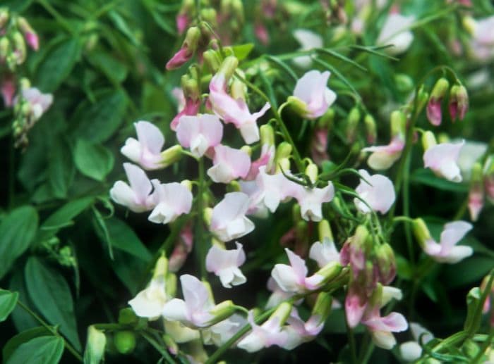 spring pea 'Little Elf'