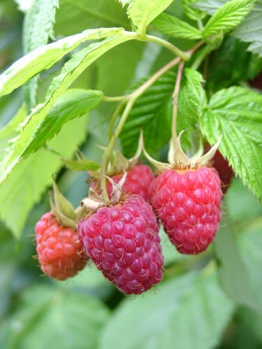 raspberry 'Malling Admiral'