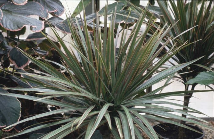 three-coloured Madagascar dragon tree