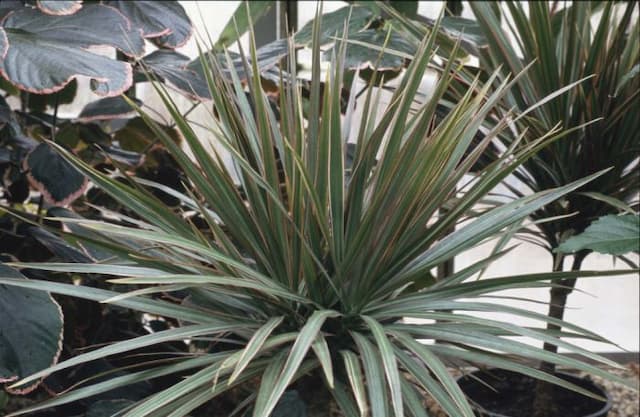 Three-coloured Madagascar dragon tree