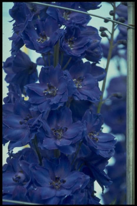 delphinium 'Faust'