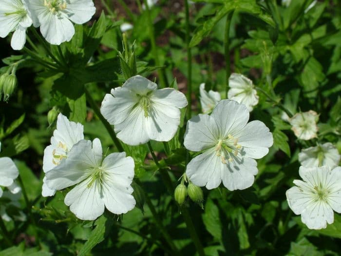 white spotted cranesbill