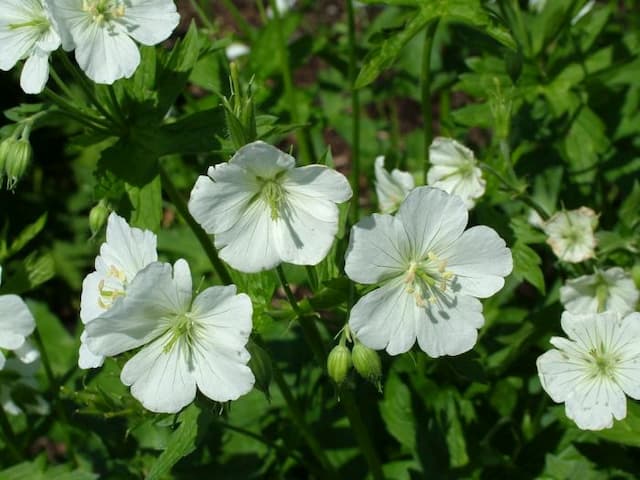 White spotted cranesbill