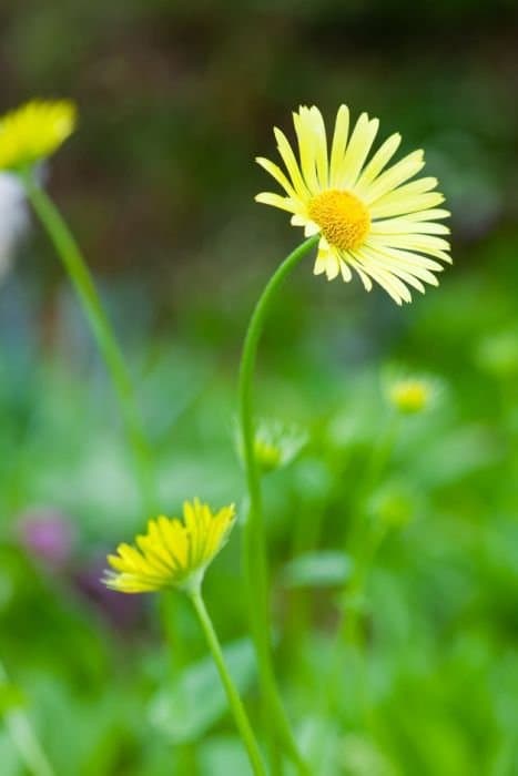 Oriental Leopard's-Bane 'Magnificum'