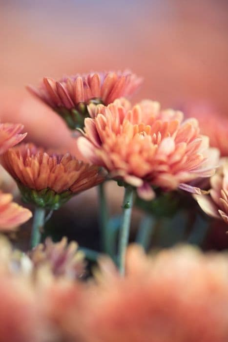 chrysanthemum 'Prelude Autumn Bronze'