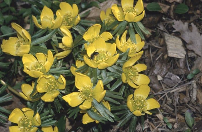 winter aconite 'Guinea Gold'