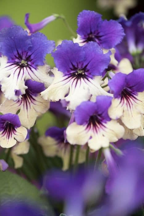 Cape primrose 'Harlequin Delft'