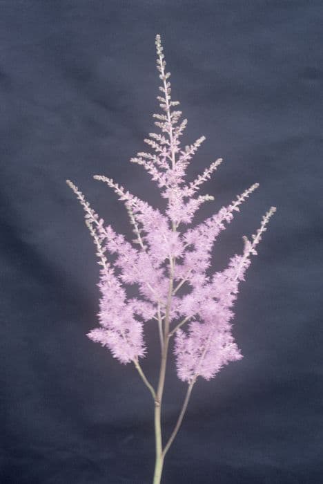 astilbe 'Amethyst'