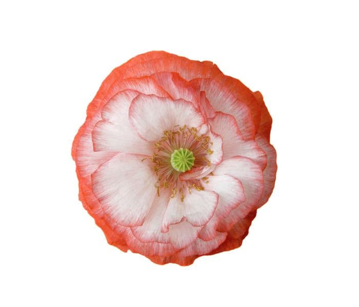 poppy 'Picotee Mixed'