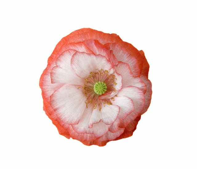 Poppy 'Picotee Mixed'