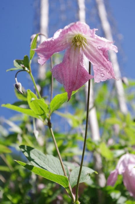 clematis 'Hågelby Pink'