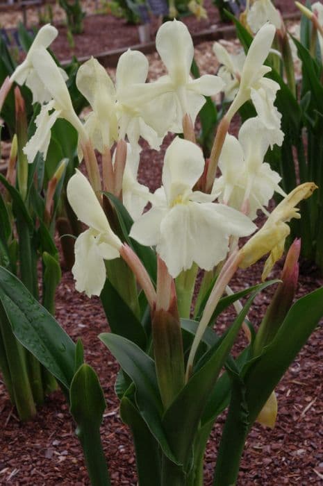 Roscoea 'Kew Beauty'