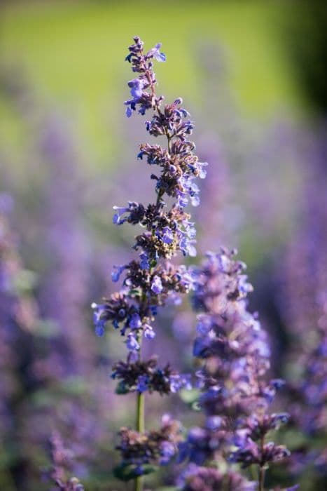 catmint 'Joanna Reed'