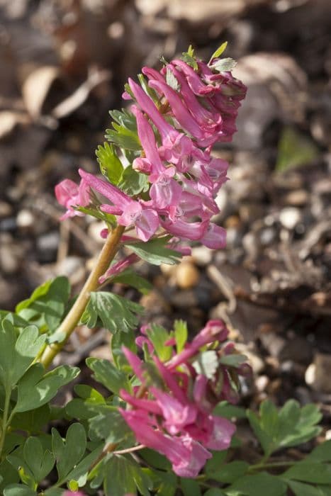 fumewort 'Beth Evans'