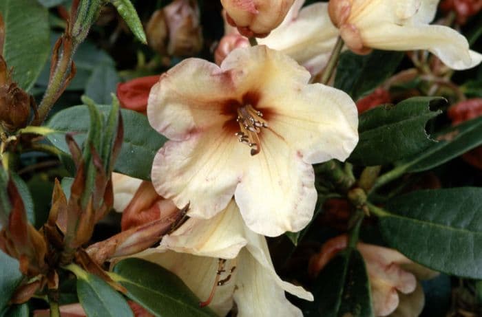 rhododendron 'Tidbit'