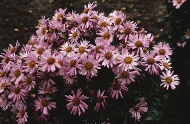 Italian aster 'Jacqueline Genebrier'