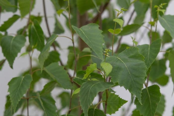 silver birch [Fastigiata Joes]