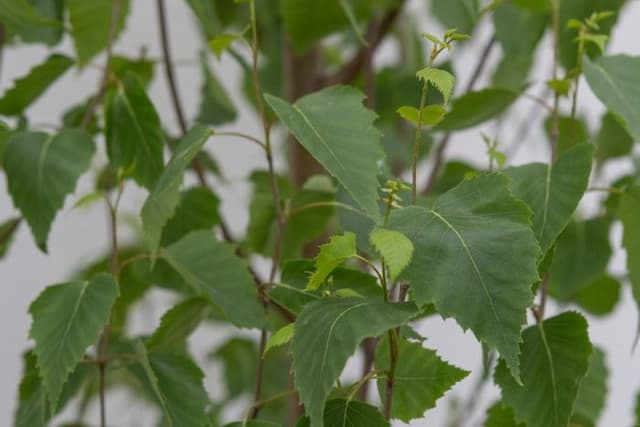 Silver birch [Fastigiata Joes]