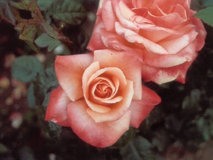 rose 'Silver Jubilee'