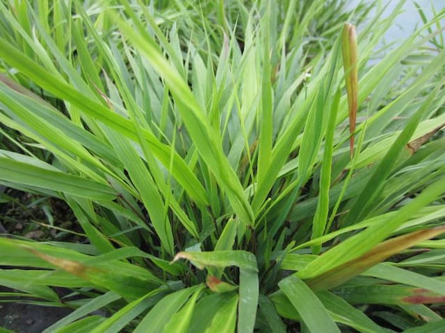 Japanese forest grass