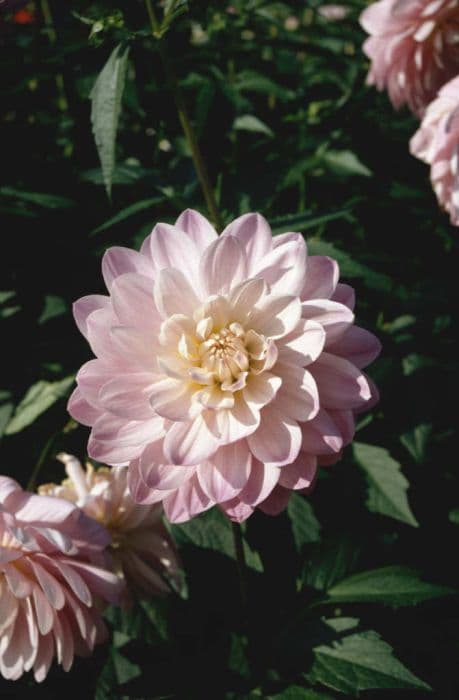 dahlia 'Figurine'