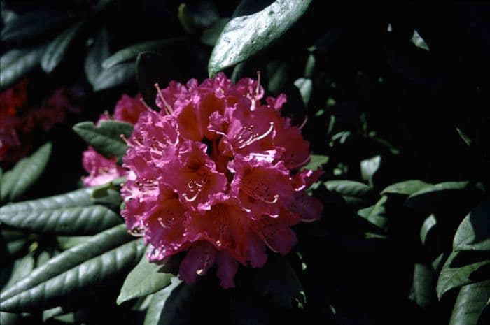 rhododendron 'Chevalier Félix de Sauvage'