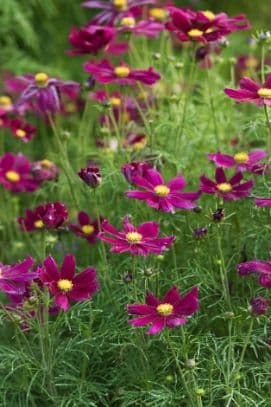 cosmea 'Casanova Violet'