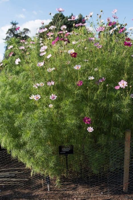 cosmea 'Fizzy Rose Picotee'