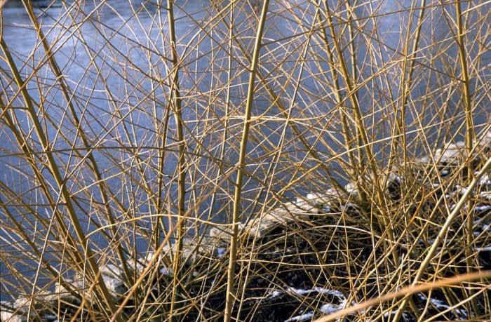 golden willow