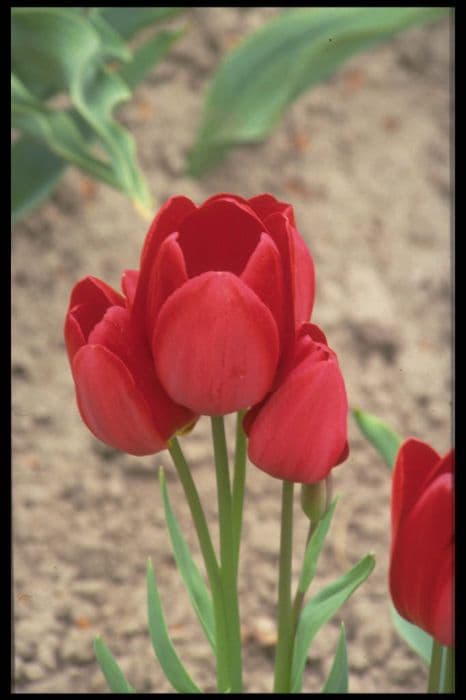 tulip 'Red Georgette'