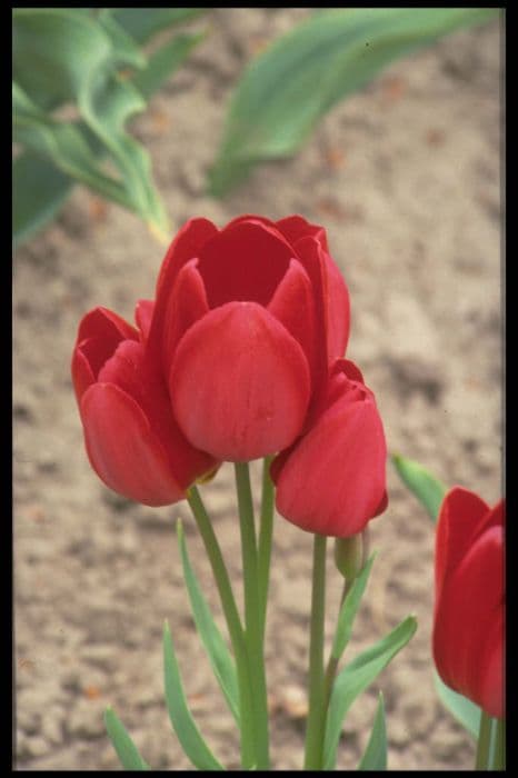 Tulip 'Red Georgette'