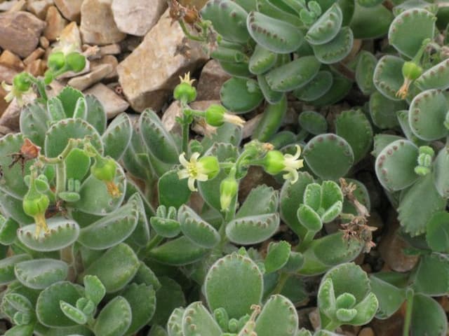 Thickly matted haired navel-wort