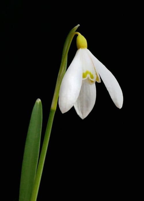 snowdrop Sandersii Group