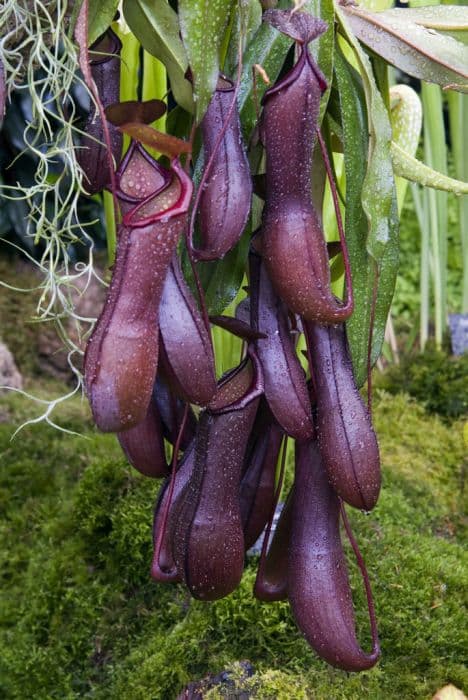 tropical pitcher plant 'Rebecca Soper'