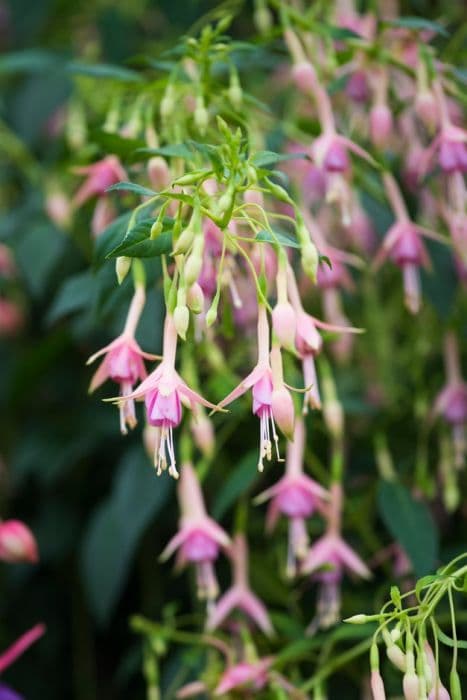 fuchsia 'Whiteknights Pearl'